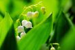 Close up of Lily of the valley 