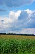corn field over cloudy blue sky 