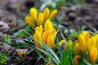 Yellow blooming crocus flowers in spring 