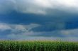 corn field over storm sky 
