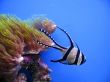 Tropical exotic fish