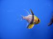 Tropical exotic fish