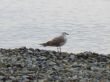 Sea gulls on the seashore