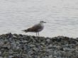 Sea gulls on the seashore