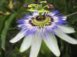 Passiflora in bloom. Brasil maraquja