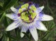 Passiflora in bloom. Brasil maraquja
