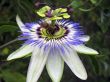 Passiflora in bloom. Brasil maraquja and the bee