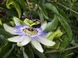 Passiflora in bloom. Brasil maraquja