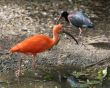 The Scarlet Ibis (Eudocimus ruber)