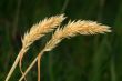 Spikelets