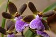 Orchids