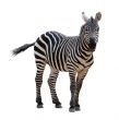 Zebra, isolated