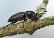 Longicorn beetle on a branch. 