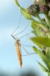 Mosquito crane-fly