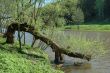 Tree over water