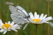 Butterfly on a flower.