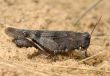 Grasshopper Oedipoda caerulescens