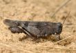 Grasshopper Oedipoda caerulescens