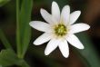 Flower in a meadow