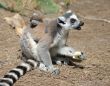 Lemurs