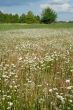 Blooming meadow.