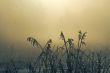 Frosty winter morning