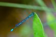blue dragonfly on the pond