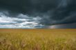 field with wheat and cloudy sky, hdr image 