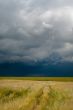 field with wheat and cloudy sky, hdr image 