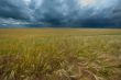field with wheat and cloudy sky, hdr image 