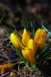 Yellow blooming crocus flowers in spring 