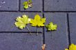 Paved sidewalk with autumn foliage.