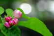 apple flowers 