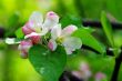 Blossoming apple garden in spring 