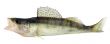 Walleye or Zander