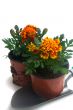 French marigolds