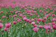 lots of poppy