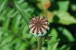 poppy top view