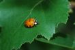 little ladybug on big leaf