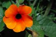 orange red flower