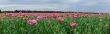 panoramic poppy field