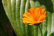 orange flower