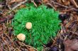 chanterelles on moss
