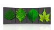 leaves