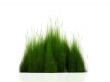 grass