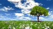 green tree and meadow