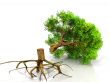 cut the tree