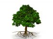 the green tree