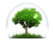 tree in a bubble