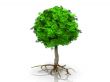 the green tree